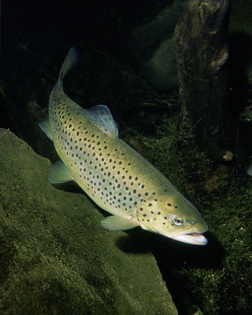 Una baraja de genes es la clave del éxito de la trucha como especie invasora 