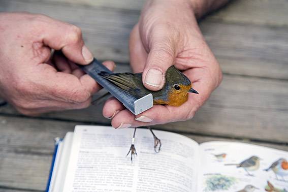 Una base de datos digital recogerá seis millones de registros de anillamiento de aves en España