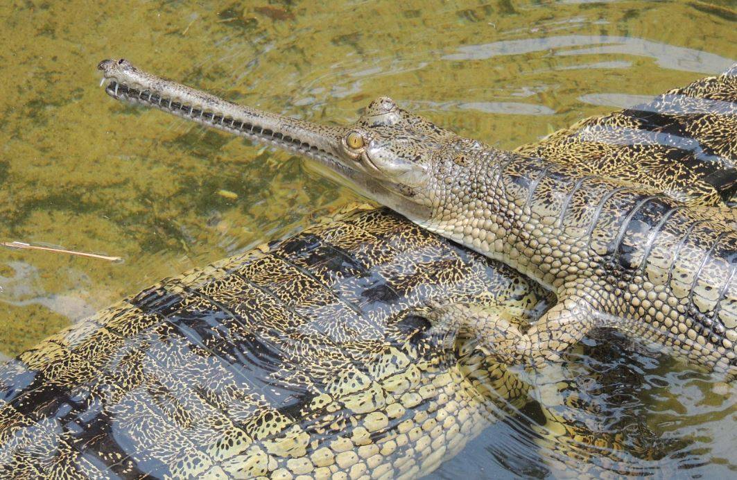 Gavial