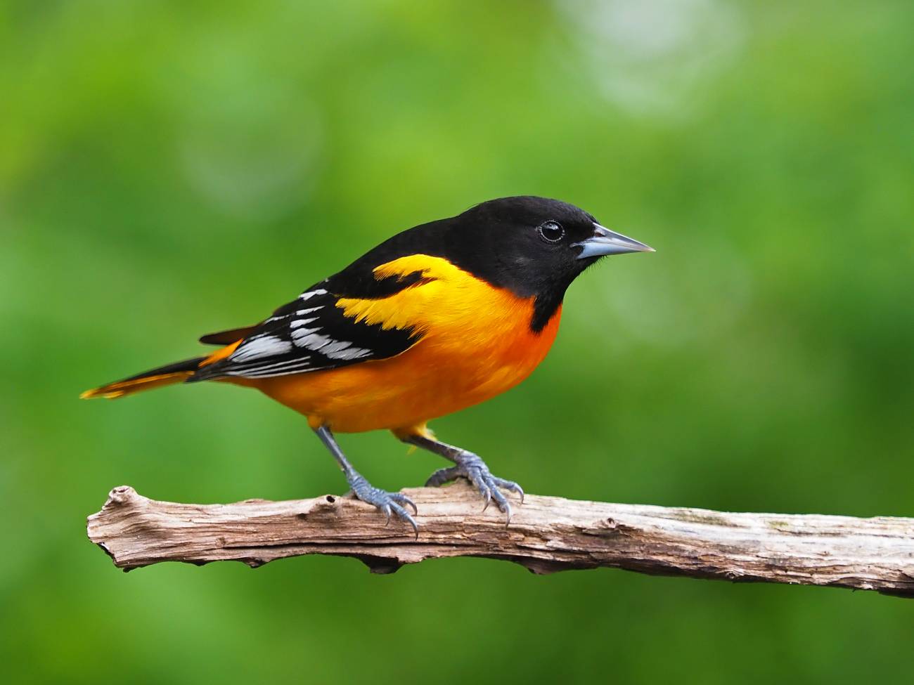  Una de cada cuatro aves desaparece en Norteamérica desde 1970