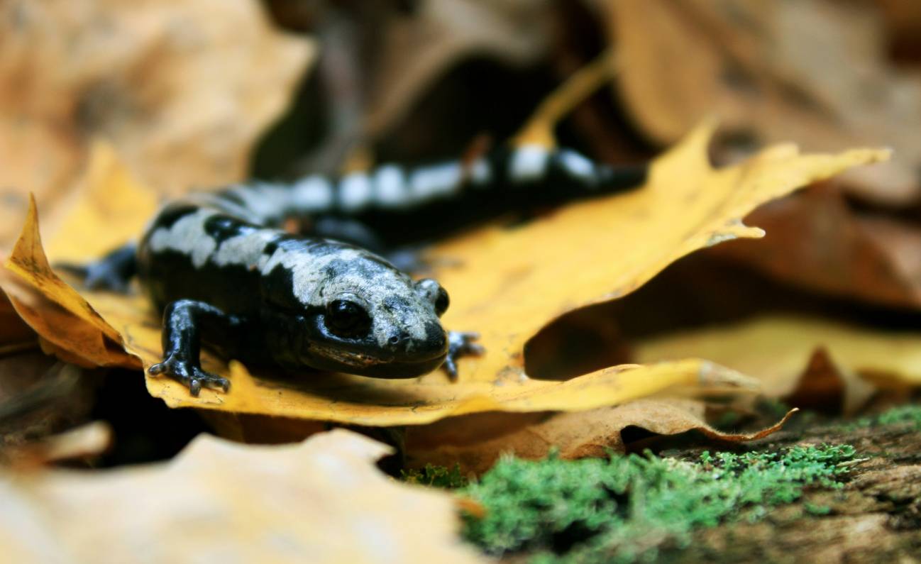 Una de cada seis especies sufre riesgo de extinción por el cambio climático 