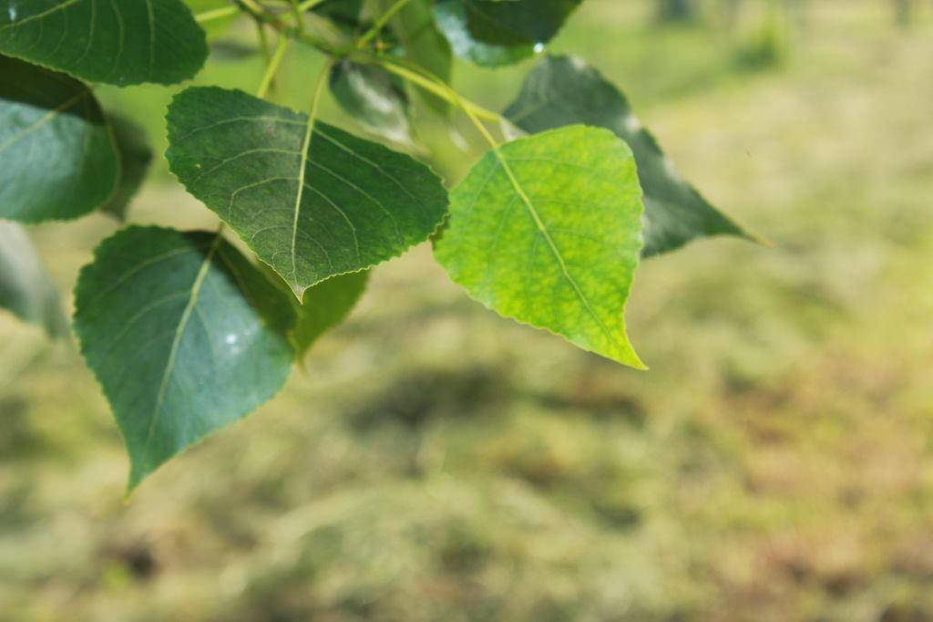 Una ecuación ayuda a explicar la adaptación de las plantas al cambio climático