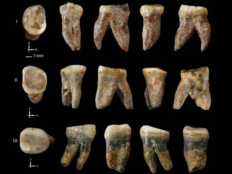 Fósiles dentales de Xujiayao