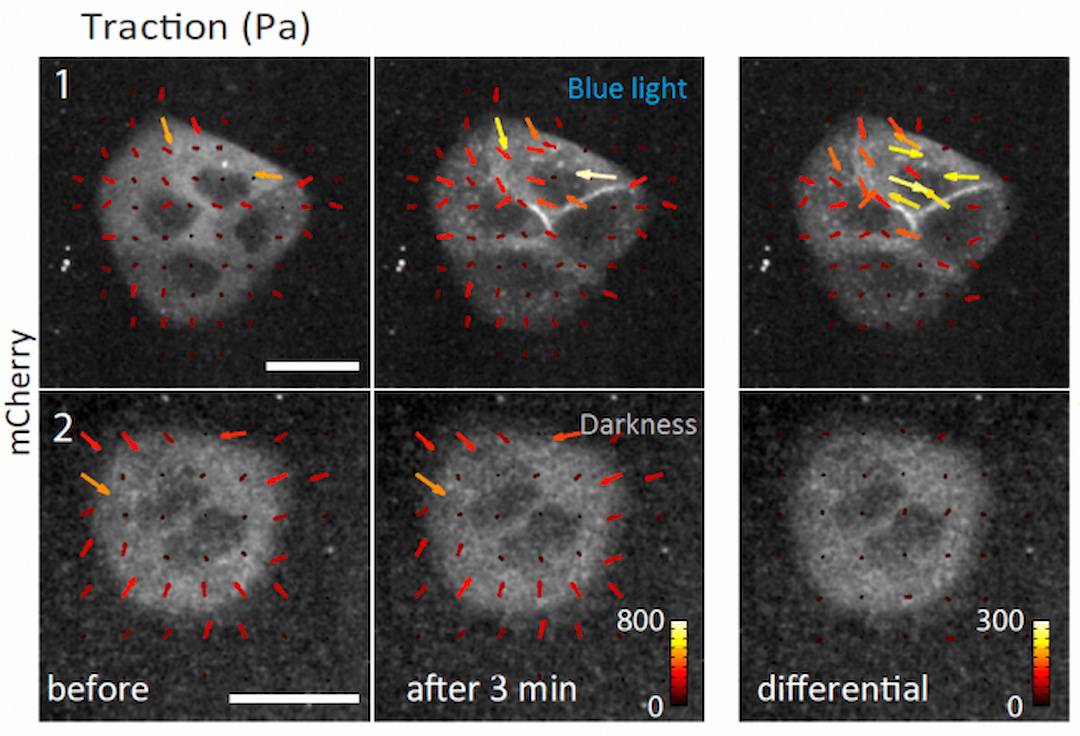 Una herramienta optogenética dirige la contractilidad celular con luz
