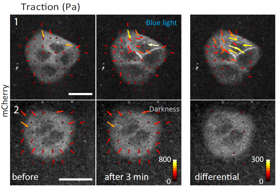 Una herramienta optogenética dirige la contractilidad celular con luz