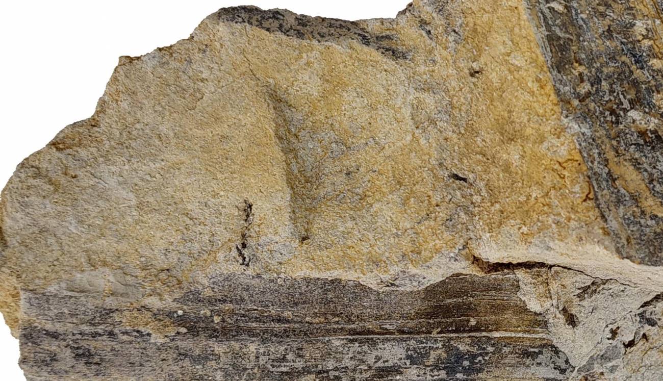 Una hoja fósil aporta nuevos datos del ambiente donde vivieron dinosaurios en Teruel