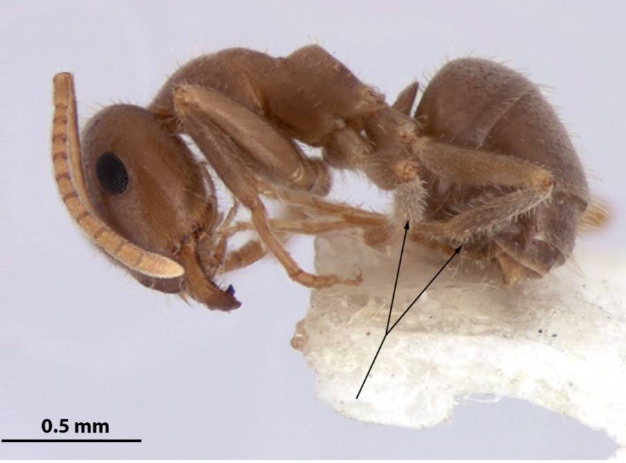 Una hormiga recién descubierta ya está en peligro de extinción
