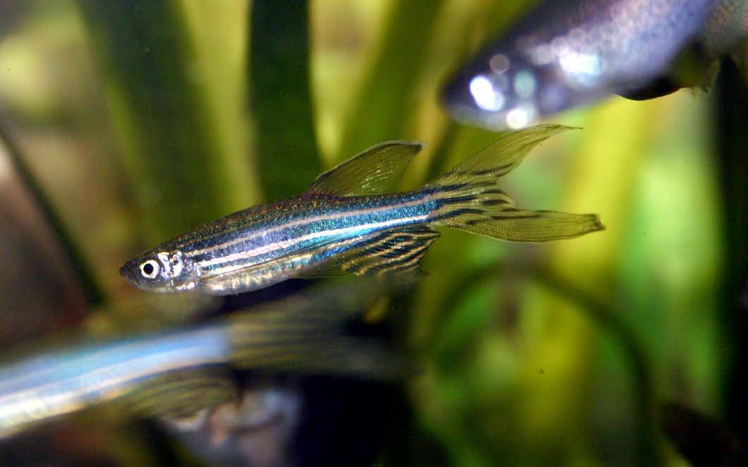 Una hormona ayuda a recuperar la motilidad a peces cebra con párkinson