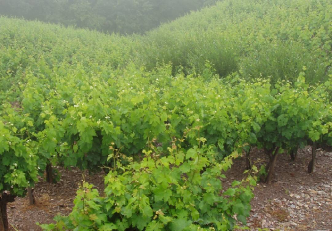 Una investigación busca especies de viñedos en peligro de extinción