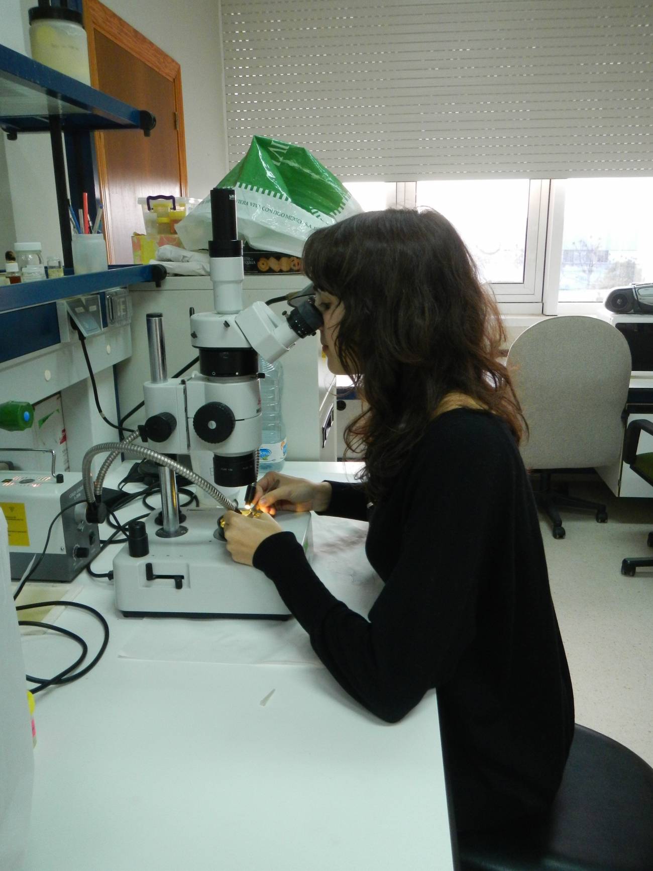 Una investigadora de la Universidad de Cádiz descubre 18 nuevas especies de moluscos 