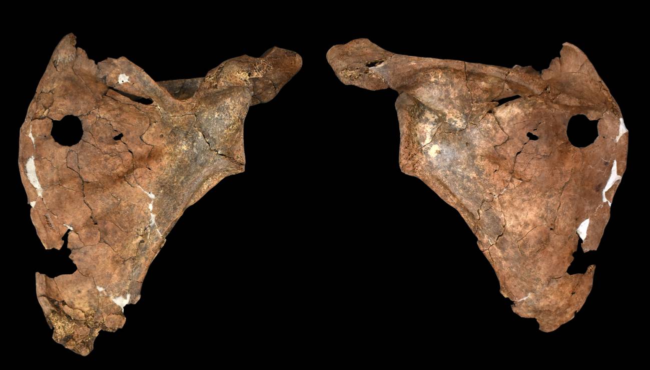 Una lesión en un hueso neandertal podría ser la evidencia más antigua de un ataque con lanza de madera