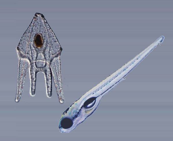 Una mutación en la evolución de los animales explica el origen de órganos humanos