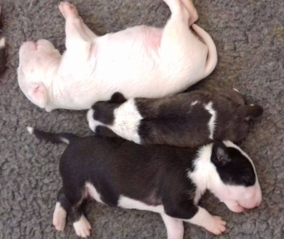 Una mutación mata a los bull terriers afectados por una enfermedad de la piel