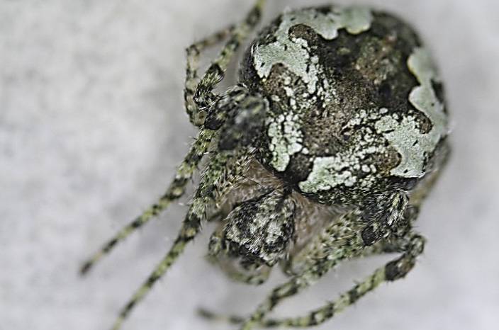 Una nueva araña imita a los líquenes de los robles del centro de España