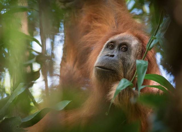 Una nueva especie de orangután descubierta en Sumatra está casi extinta