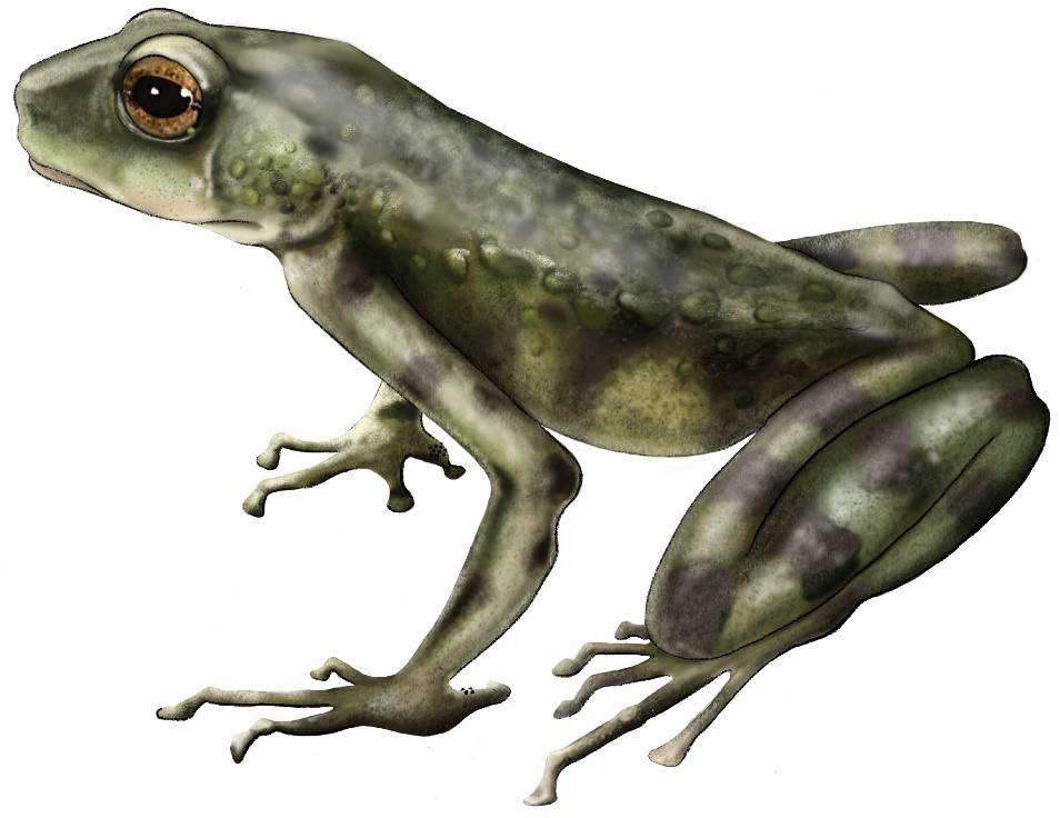 Una nueva especie de sapo hallada en Kenia revela la historia evolutiva oculta de los anfibios africanos