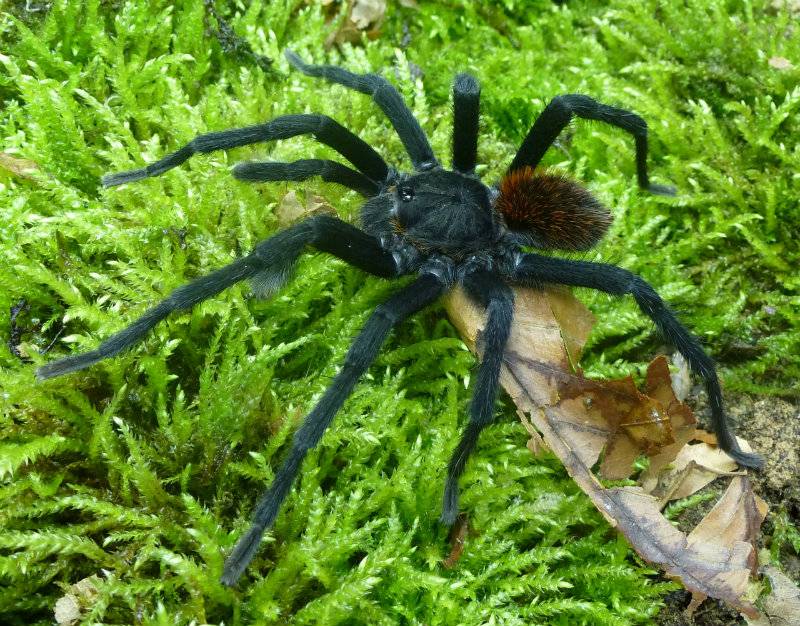 Una nueva especie de tarántula bautizada en honor a García Márquez