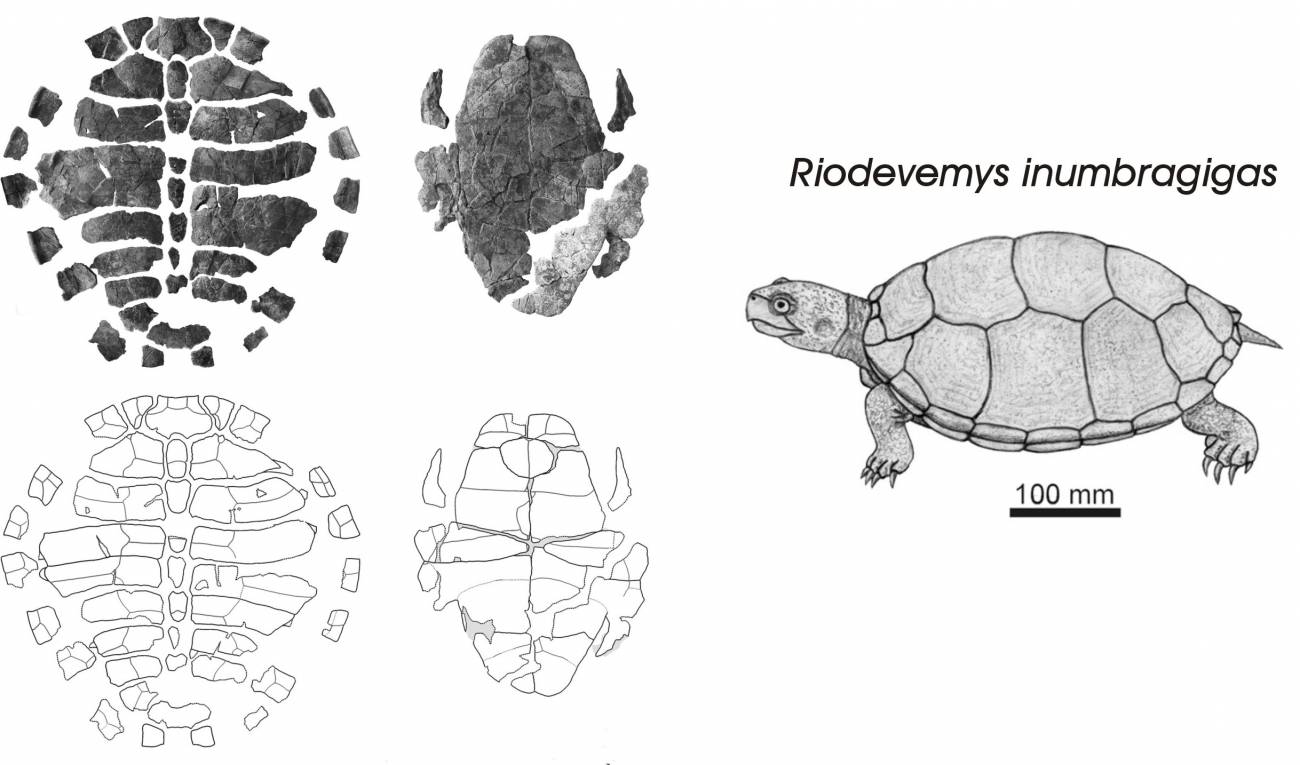 Una nueva especie de tortuga a la sombra del gigante europeo de Riodeva