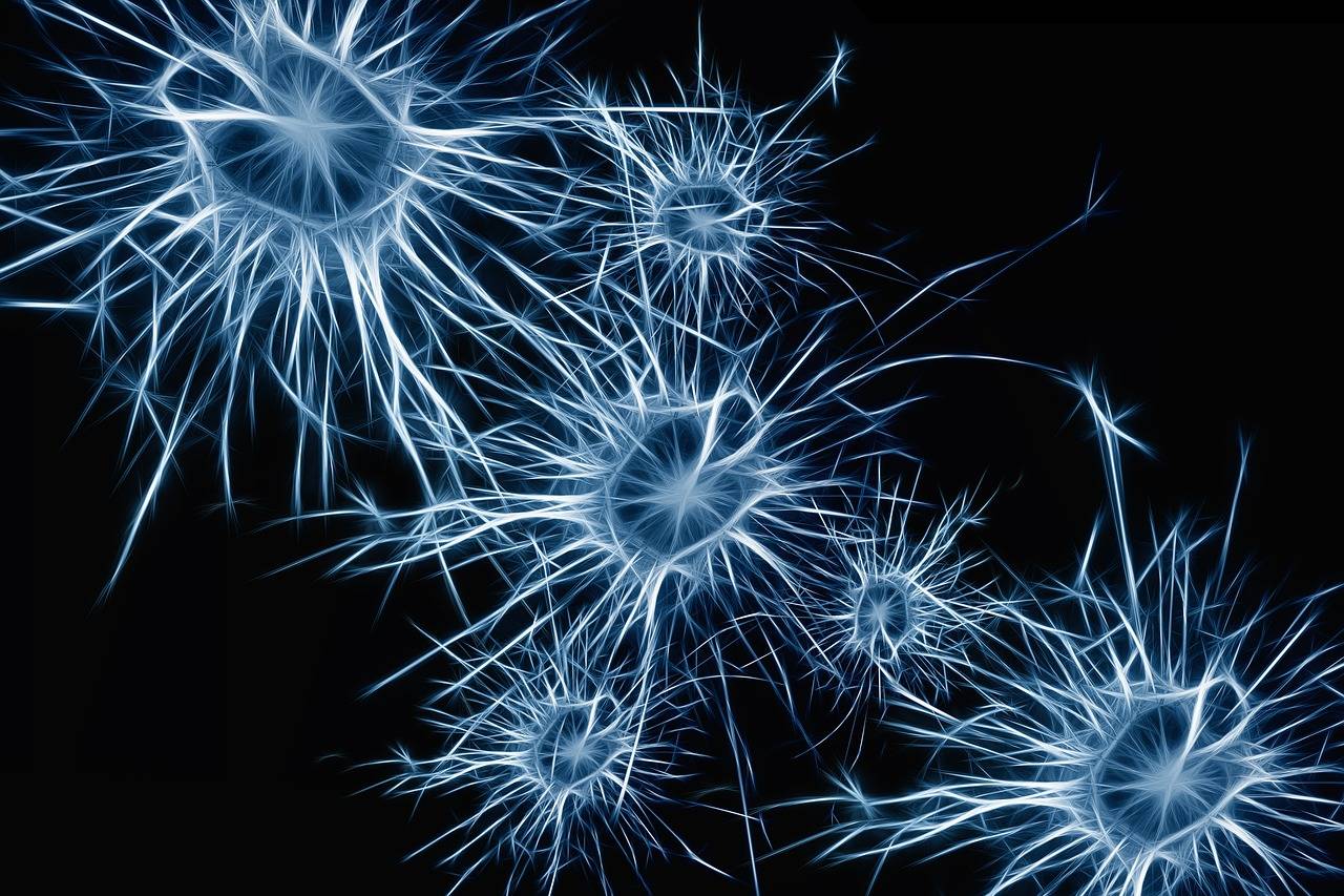 neuronas