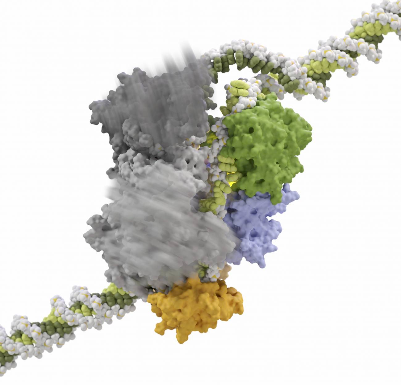 Una nueva herramienta logra mayor precisión en la edición genética con CRISPR