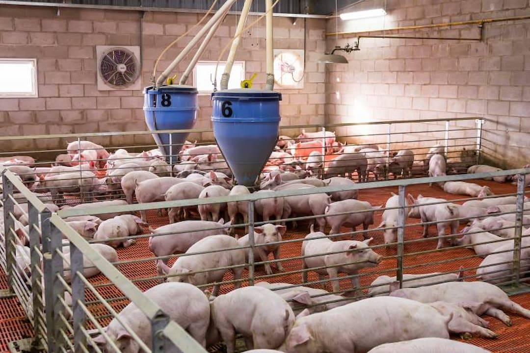 Imagen de una piara de cerdos 