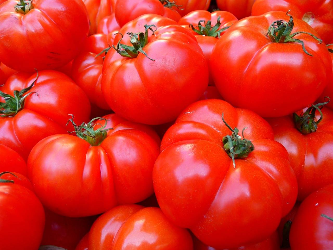 Una nueva vía permite crear tomates resistentes a plantas parásitas sin afectar a su crecimiento