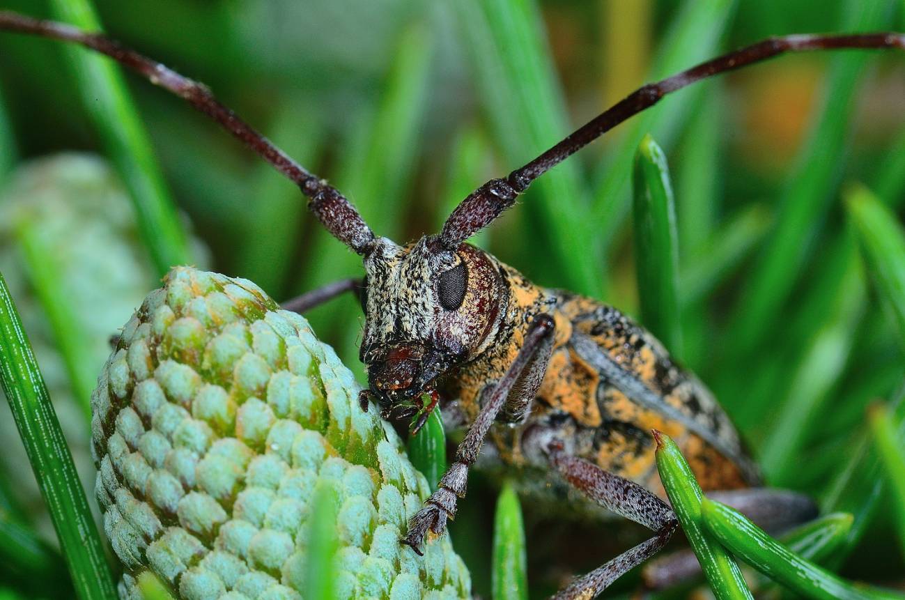 Una plaga invasora amenaza los espacios protegidos de la Península 