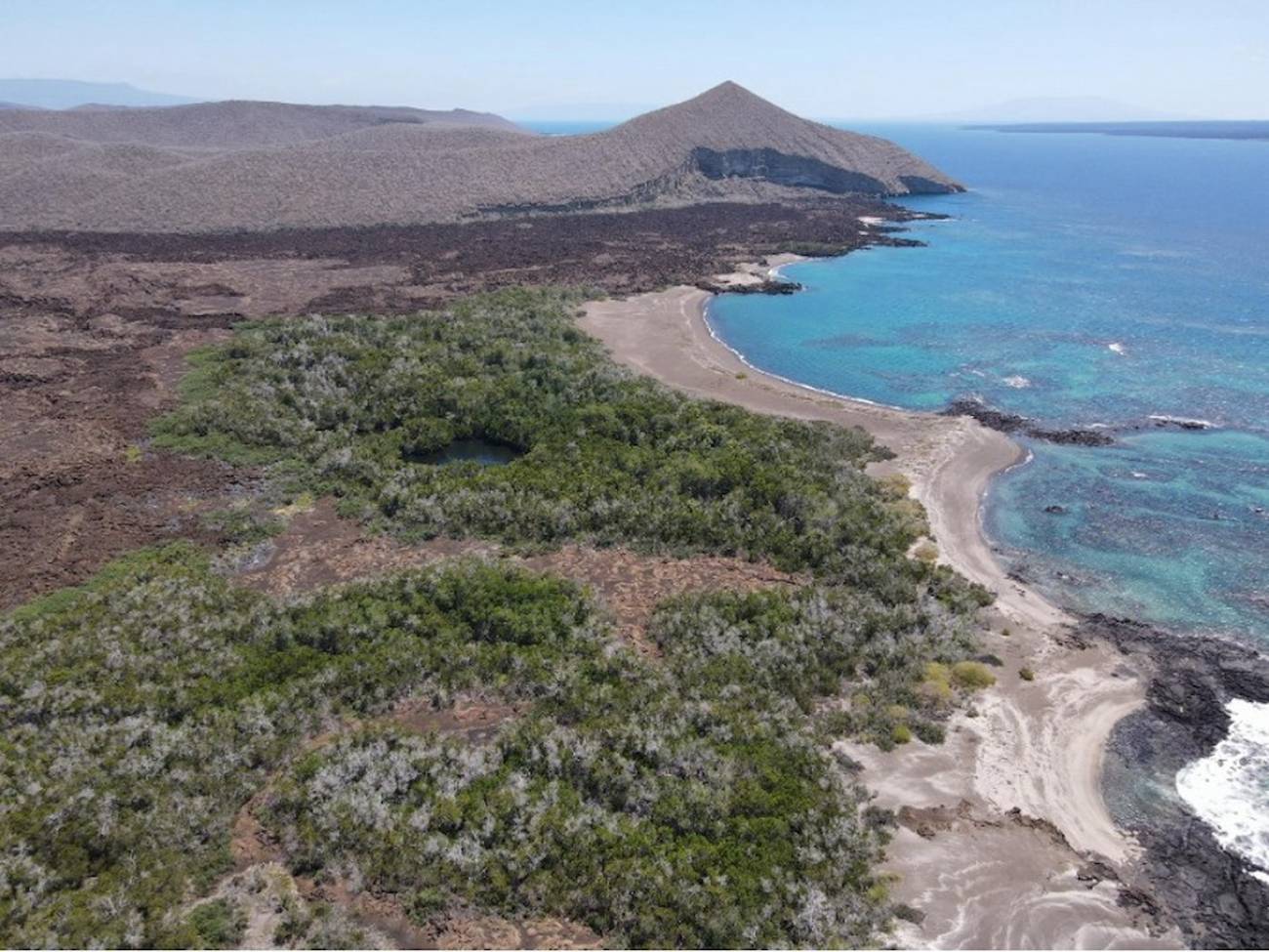 Una planta de las Galápagos que estaba al borde de la extinción se está recuperando