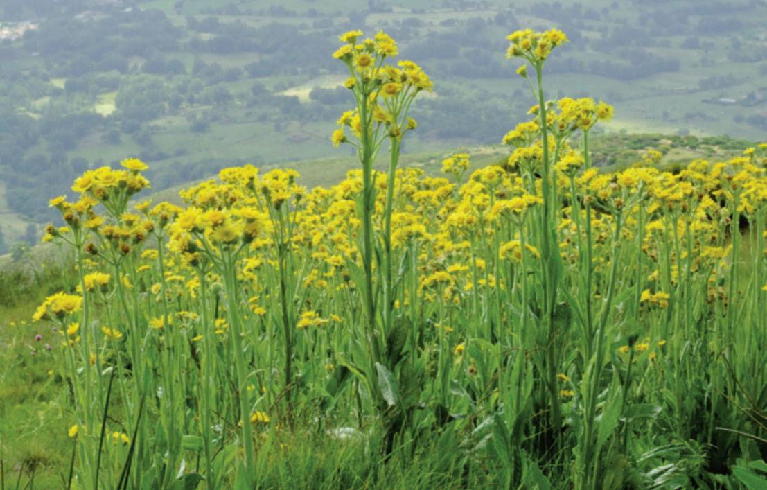 Especie vegetal Senecio coincyi. Imagen:Atlas y Libro Rojo de la Flora Vascular Amenazada de España/J.M Rubiales 