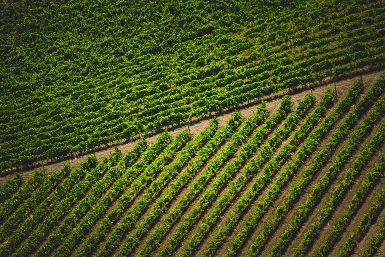 campo de cultivo