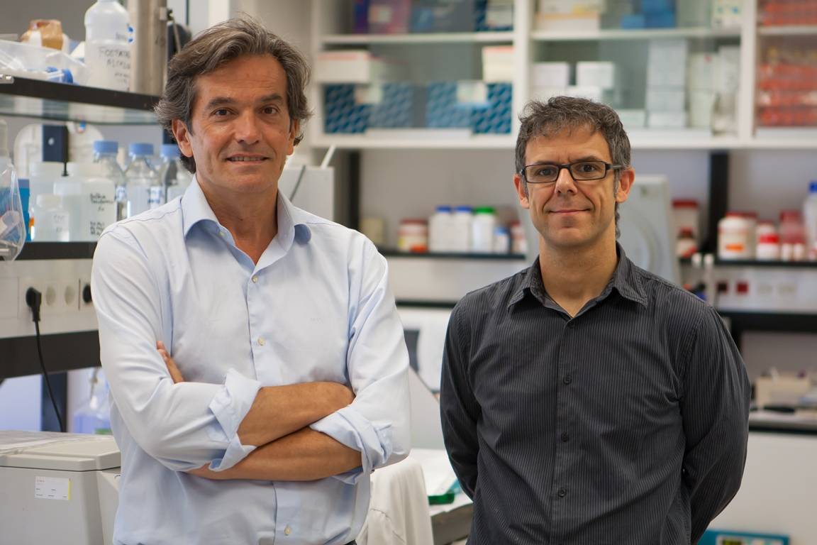 Una proteína implicada en enfermedad de Crohn participa en un tipo de linfoma