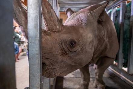 Una rinoceronte negra se queda embarazada en un zoo de Michigan 