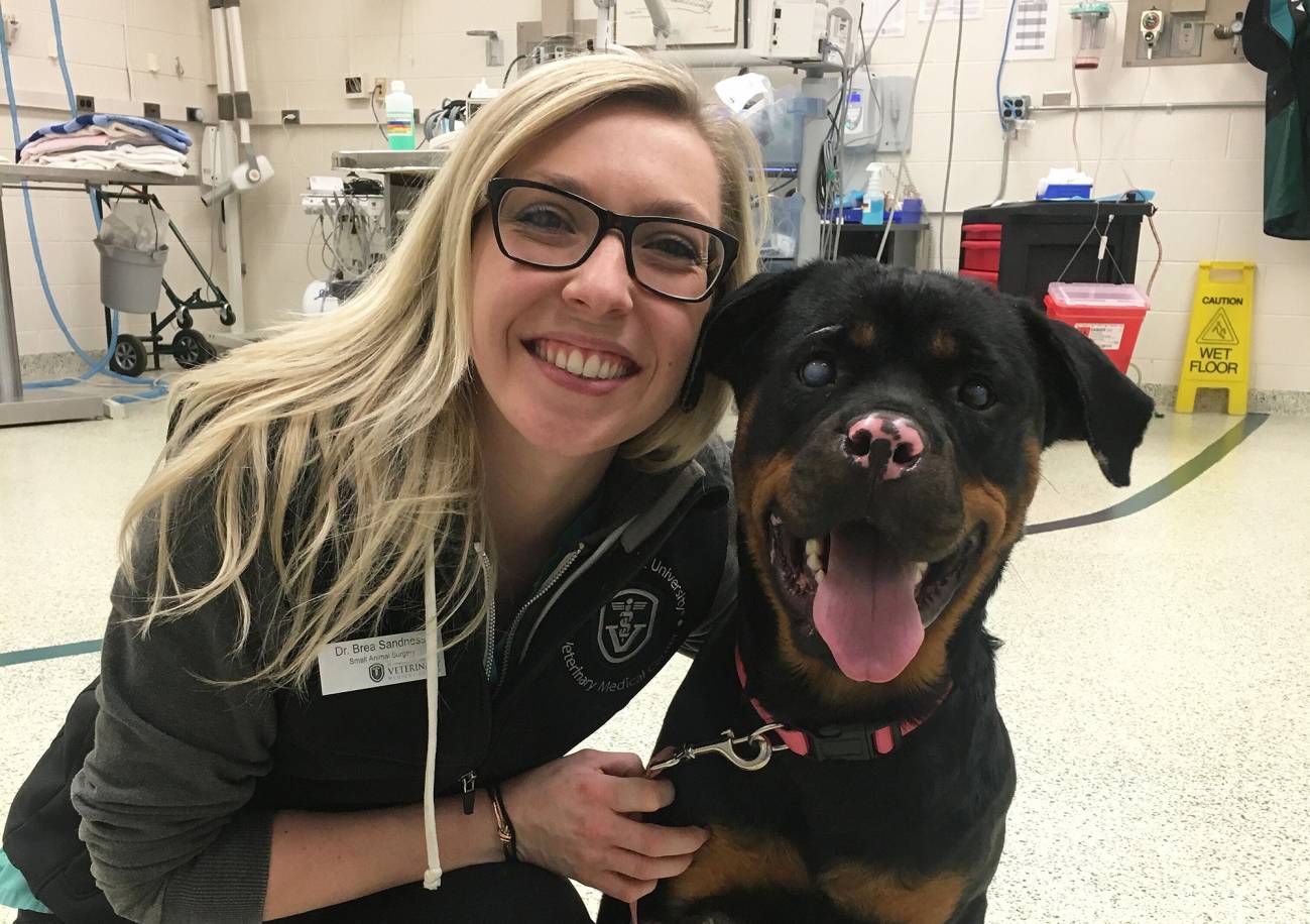 Una rottweiler se recupera de sus quemaduras con injertos de piel de pez