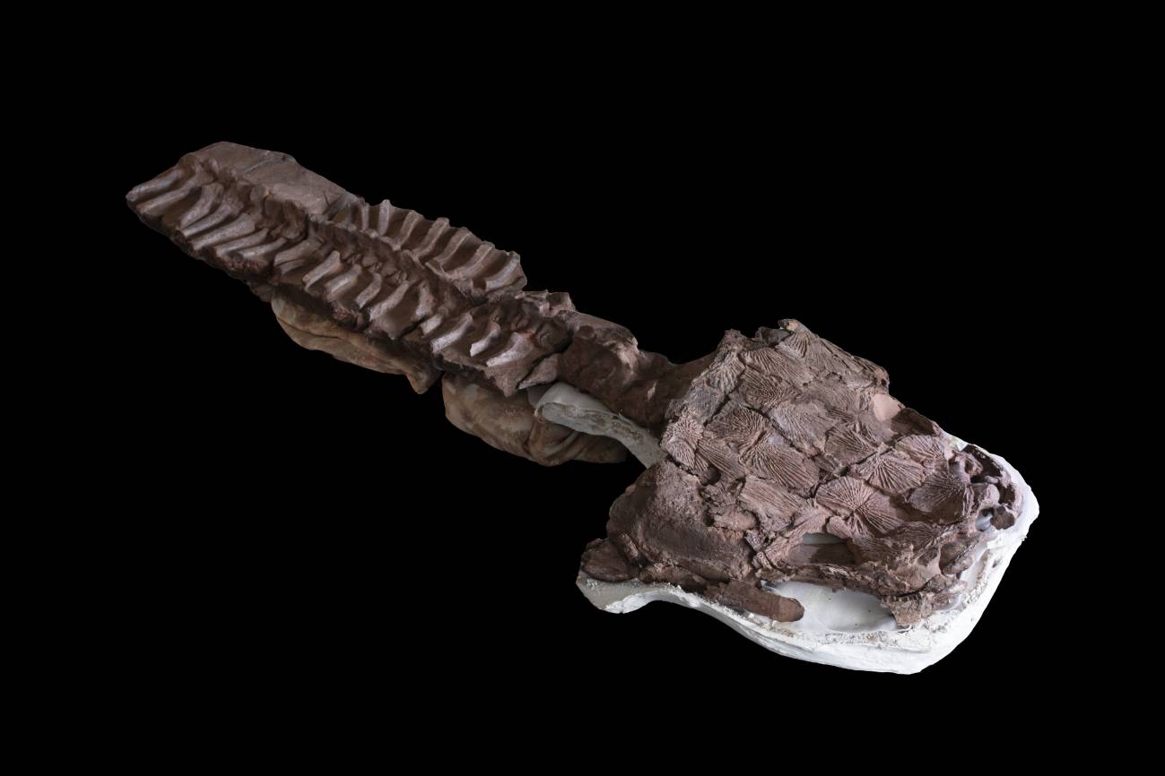 Una salamandra gigante fue en la era glacial el gran depredador de los pantanos