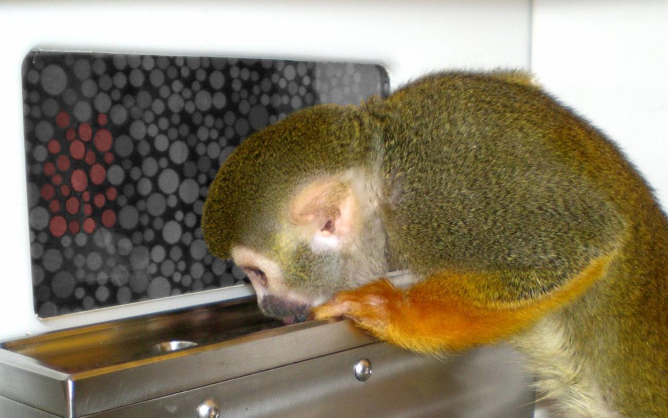 Una terapia génica permite ver la vida en colores