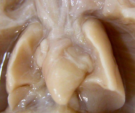 Una tesis establece los mecanismos moleculares determinantes del desarrollo embrionario del corazón