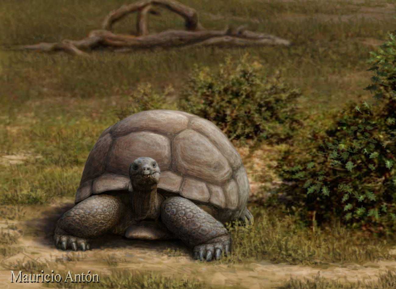 Una tortuga terrestre gigante habitó Europa hace 15 millones de años