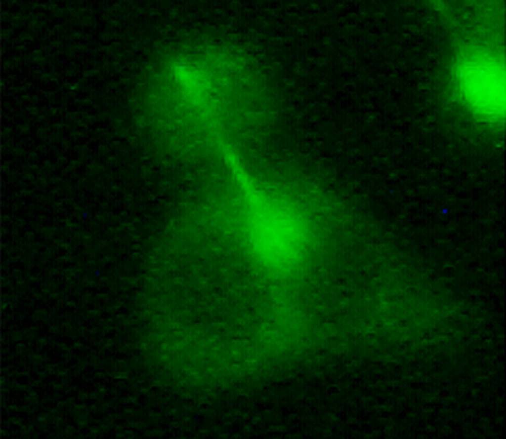 Detalle del interior de la célula durante el proceso de división celular. Fuente: PLOS Genetics.