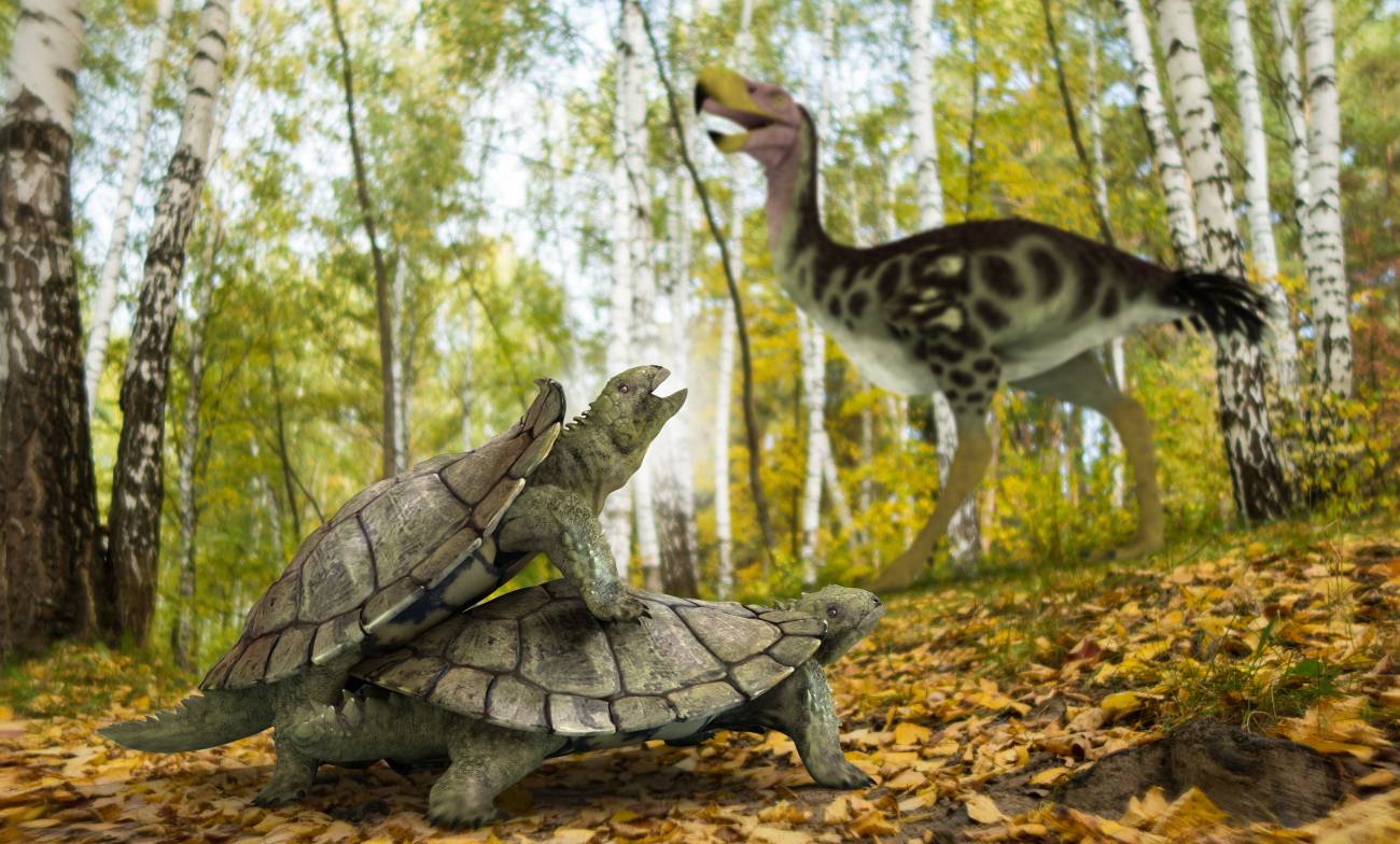 Una única tortuga primitiva resistió a la extinción masiva en el hemisferio norte