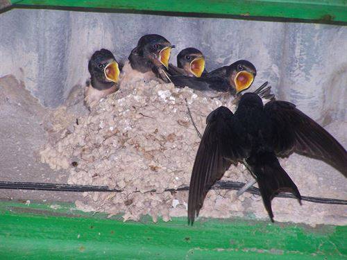 Una webcam sigue en directo un nido de golondrina en la UAM