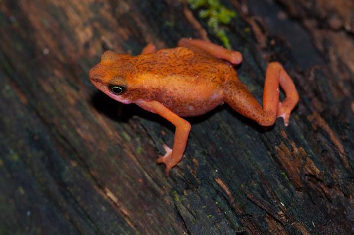Unas 500 especies están más cerca de la extinción por la deforestación del siglo XXI
