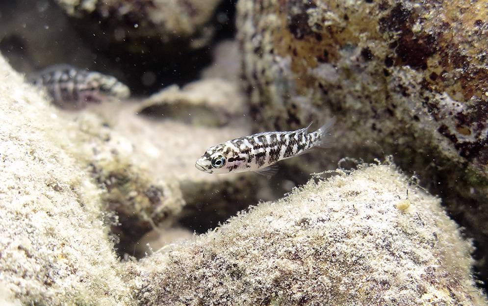 Unos pequeños peces africanos unen fuerzas para obtener comida 