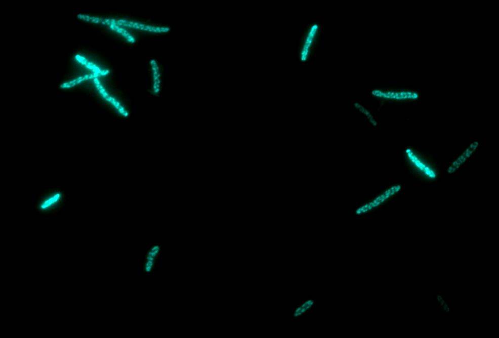 Usan bacterias como factorías para producir fármacos contra el cáncer
