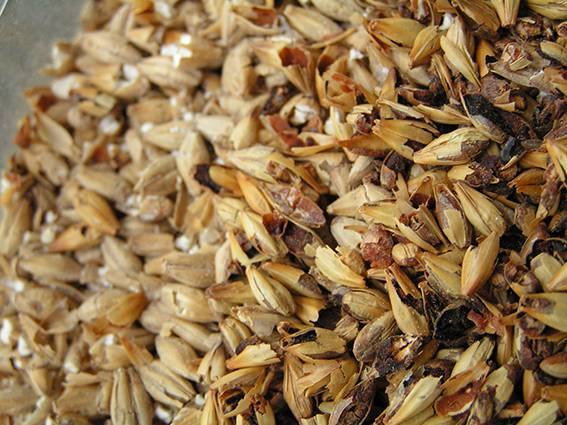Usan subproductos de cerveceras para crear viveros más sostenibles