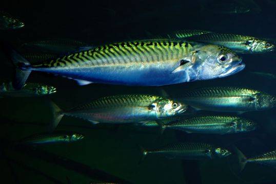 Utilizan parásitos como indicadores naturales de la ecología de peces
