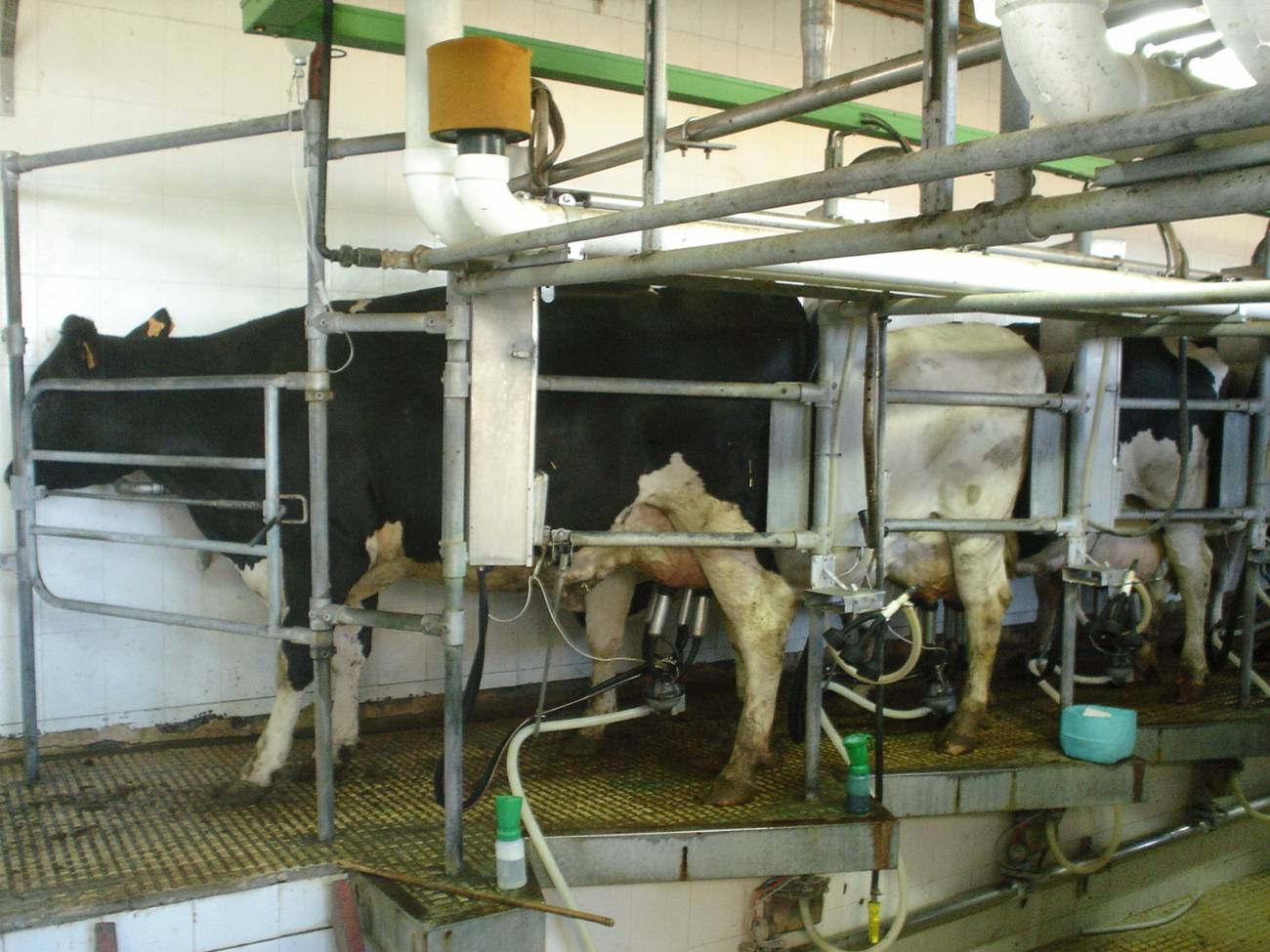 Vacas resistentes a la mastitis clínica: ¿por qué?