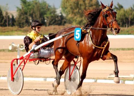 Valoran genéticamente a los caballos según su capacidad para competir