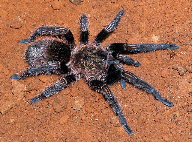 Veneno de tarántula para probar un mejor tratamiento del dolor por quemaduras