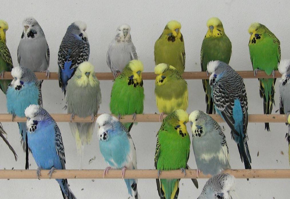 Verdes, azules o amarillas: un solo gen colorea las plumas de los periquitos 