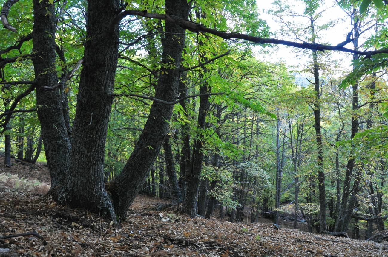 Ya se puede calcular cuánto CO2 absorben los árboles de los bosques gallegos y asturianos